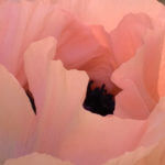 a pale pink (colour) poppy head photo by Kathryn Sassall