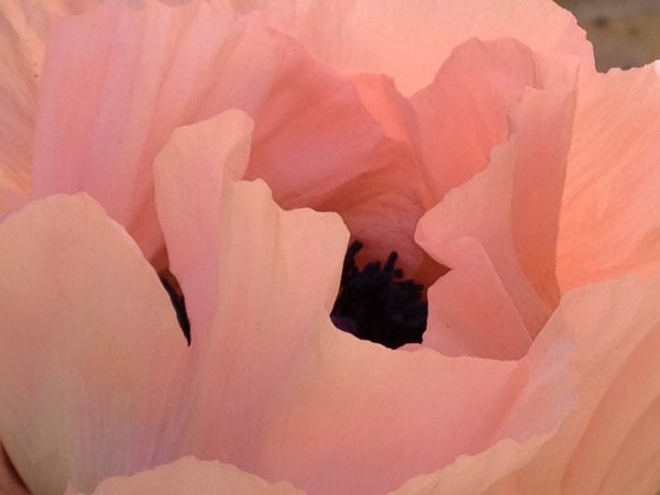 macro photo of a pale pink poppy okeefe style