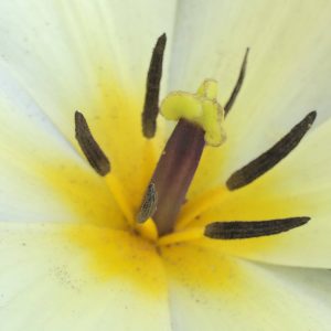 photograph of pale yellow (colour) tulip stamens by Kathryn Sassall