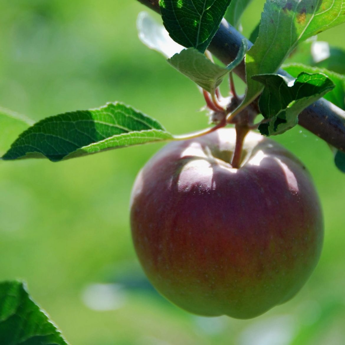 Photo red apple on branch with green leaves photo taken bby katheryn sassall