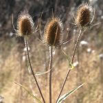 3 teasels in sunlight photo